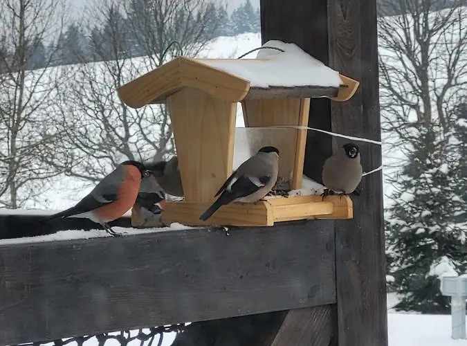 Lägenhet U Zlate Brizy Krusne Hory - Erzgebirge *
